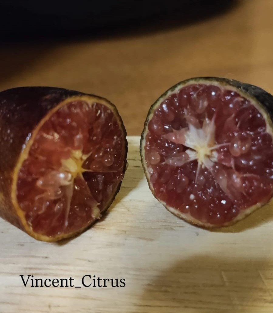 Byron Bay Finger Lime