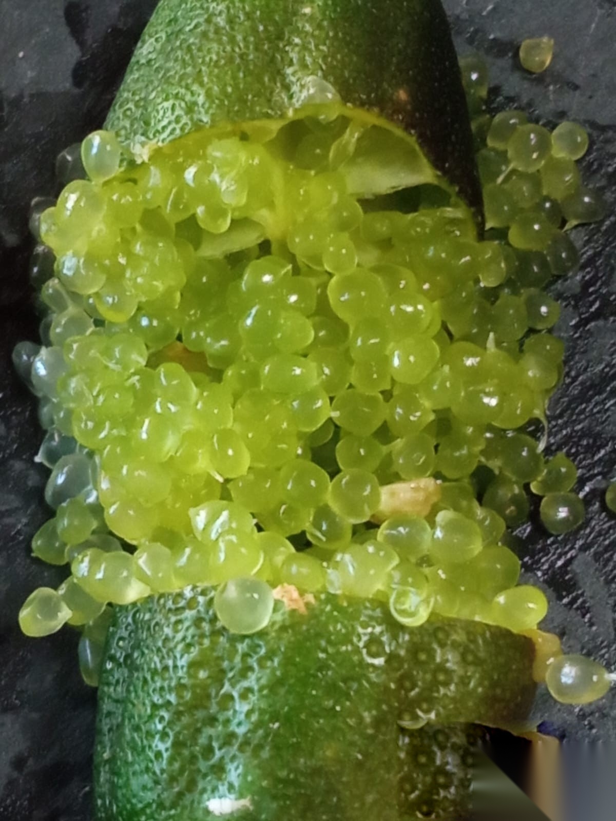 Emerald Finger Lime
