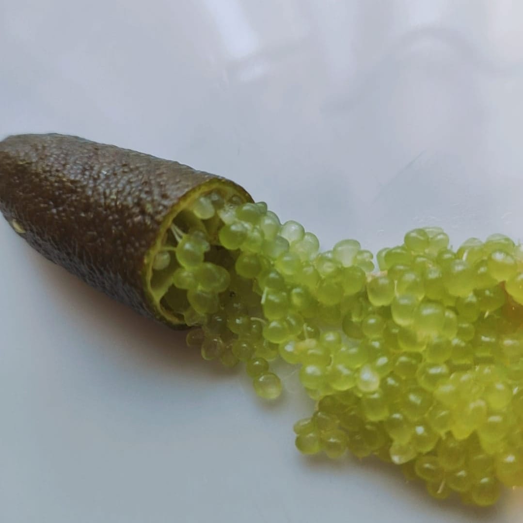 Alstonville Finger Lime