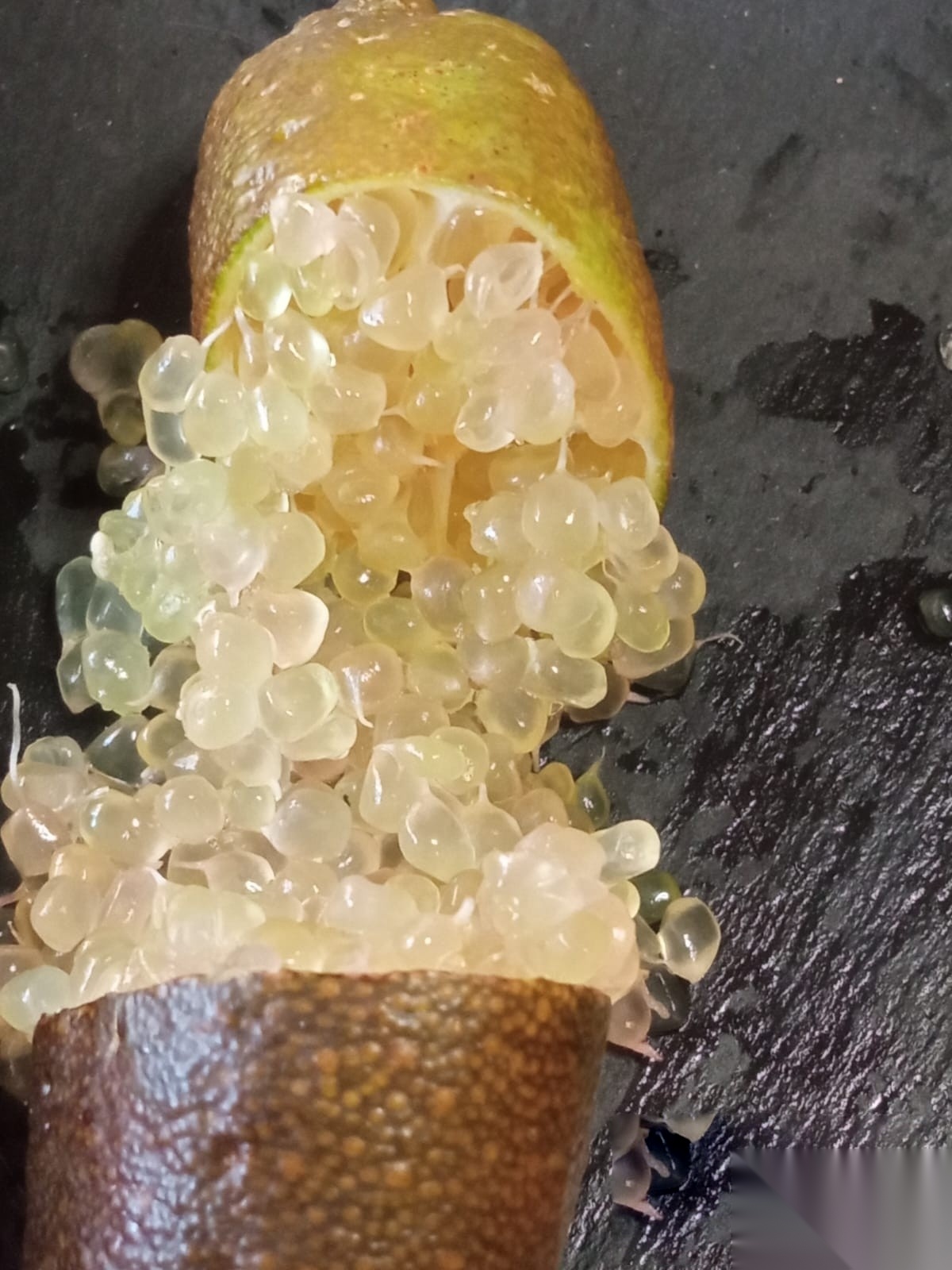 Finger Lime giallo
