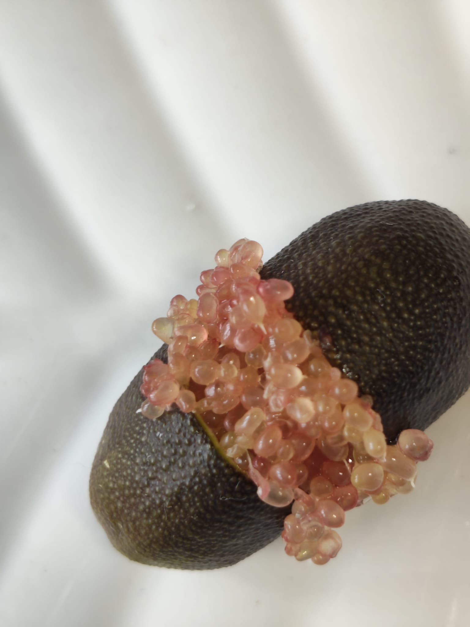Red Champagne Finger Lime