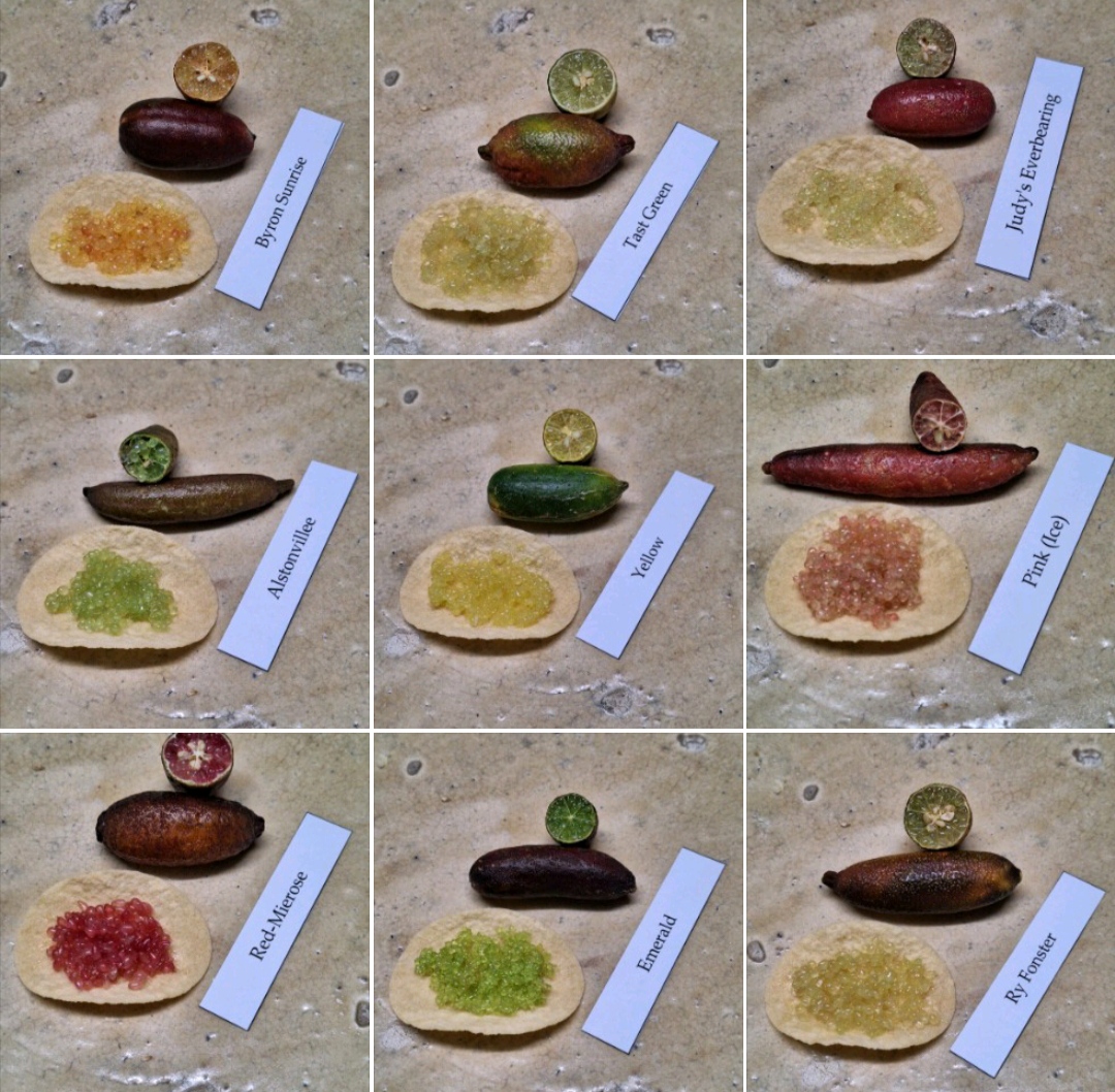 Assortimento di Finger Lime